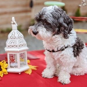 Meet your Posher, Reba